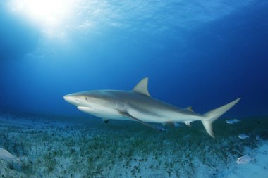 Sandy deniz çimen alt üzerinde Karayip resif köpekbalığı (Carcharhinus perezi). Kaplan Beach, Bahama Adaları