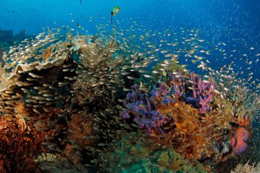 Fan Coral 'daki pigme deniz atını denetle. Misool, Raja Ampat, Endonezya