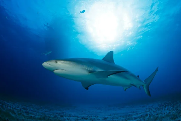 Caribe Tiburones Arrecife Carcharhinus Perezi Sobre Fondo Hierba Mar Arena — Foto de Stock