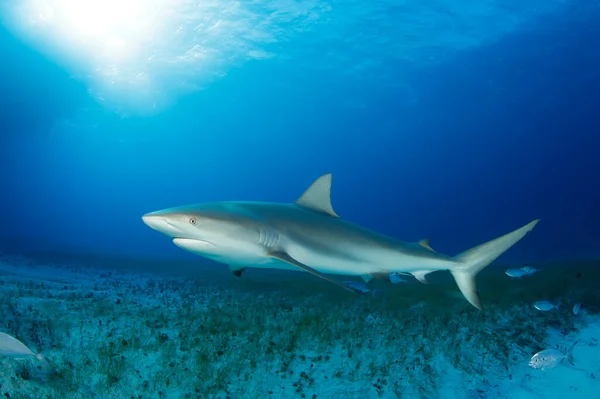 Caribe Tiburones Arrecife Carcharhinus Perezi Sobre Fondo Hierba Mar Arena — Foto de Stock