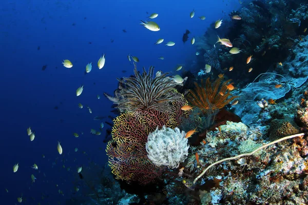 Πολύχρωμο Κοραλλιογενή Ύφαλο Misool Raja Ampat Δυτική Παπούα Ινδονησία — Φωτογραφία Αρχείου