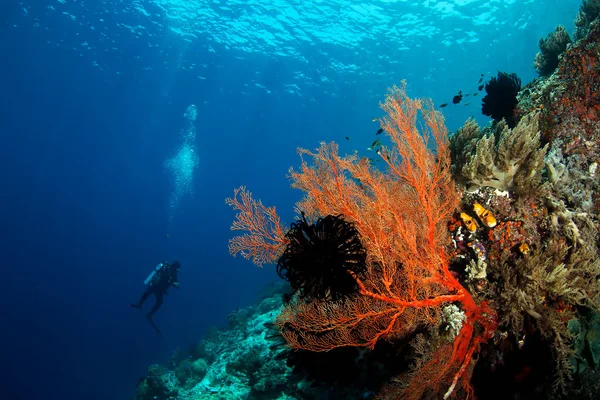 スキューバダイバーとサンゴ礁は ミソル ラジャアンパットの表面に対して インドネシアの西パプア州 — ストック写真