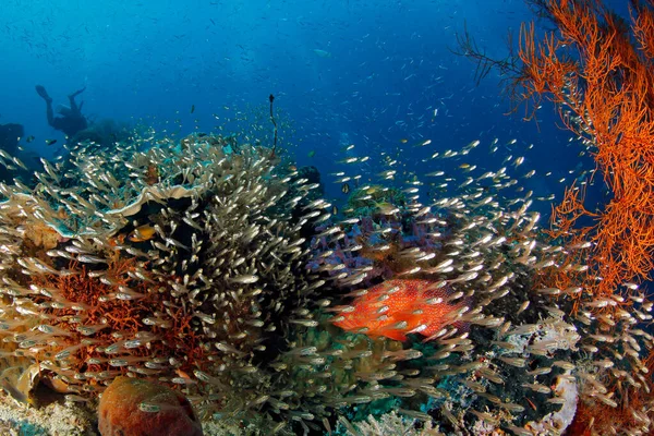 Denisess Pigmy Konik Morski Fan Coral Misool Raja Ampat Indonezja — Zdjęcie stockowe
