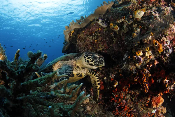 在珊瑚礁上的霍克斯比尔海龟 Eretmochelys Imbricata Misool Raja Ampat 印度尼西亚 — 图库照片