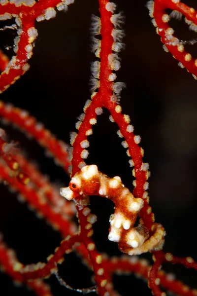 Denisess Pygmy Seahorse Fan Coral Misool Raja Ampat Indonesia — Foto de Stock