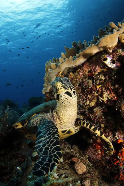 Mercan Resifi Nde Şahin Gagalı Kaplumbağa Eretmochelys Imbricata Misool Raja — Stok fotoğraf