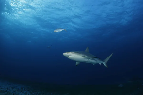 Καρχαρίας Της Καραϊβικής Carcharhinus Perezi Παραλία Τίγρης Μπαχάμες — Φωτογραφία Αρχείου