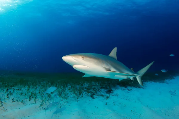 加勒比海礁鲨 卡查尔希努斯佩莱齐 在桑迪海草底 巴哈马 — 图库照片