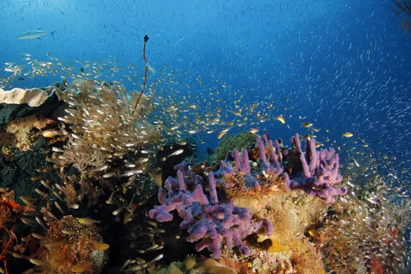Красочный Коралловый Риф Кишащий Жизнью Гам Раджа Обат Индонезия — стоковое фото