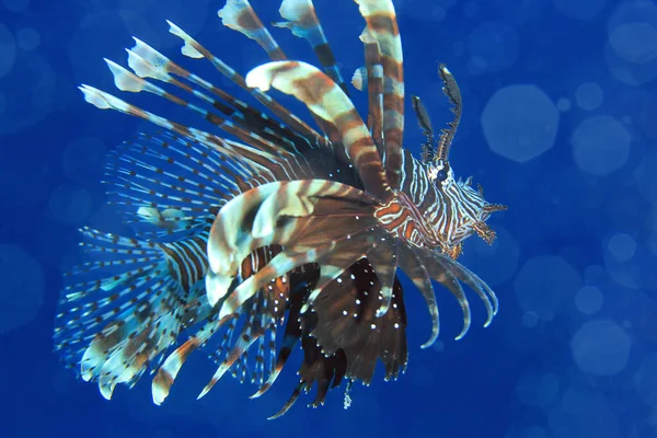 Red Lionfish Pterois Volitans Blue Water Komodo Indonesia — Stock Photo, Image