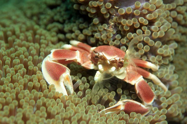 Spotted Porcelain Crab Neopetrolisthes Maculatus Anemone Filtering Water Food Puri — Stock Photo, Image