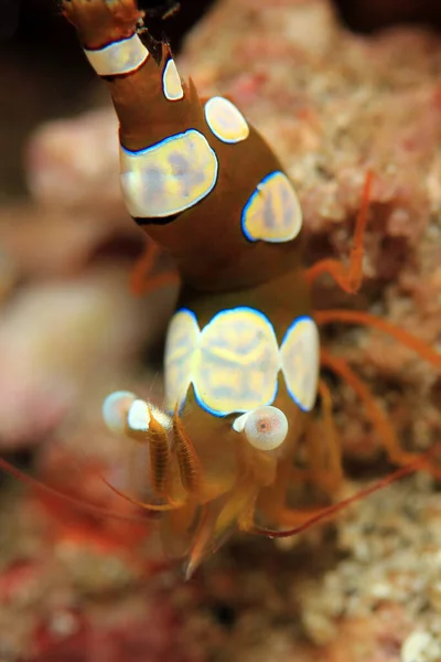 Podsaditý Krevety Thor Amboinensis Padang Bai Bali Indonésie — Stock fotografie