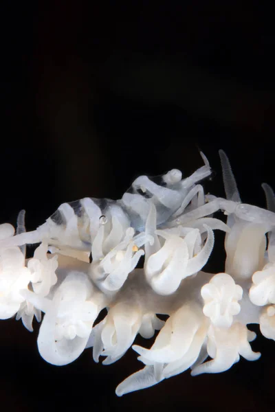 Biała Krewetka Koralowa Dasycaris Zanzibarica Koralu Anilao Filipiny — Zdjęcie stockowe