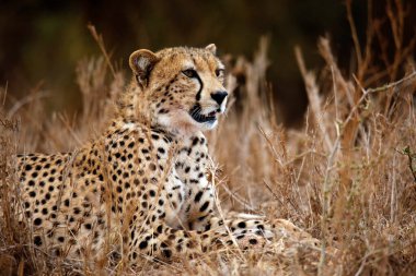 Çita (Acinonyx jubatus) High Grass 'ta dinleniyor. Taita Hills, Kenya