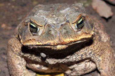 Bir kurbağaya yakın çekim. Rio Claro, Pantanal, Brezilya