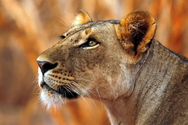Close Lioness Panthera Leo Tsavo East Kenya — Stock Photo, Image