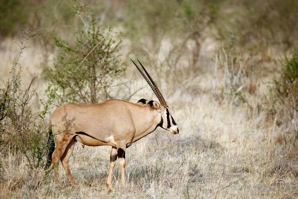 East African Oryx Oryx Beisa Άλλως Beisa Στο Προφίλ Tsavo — Φωτογραφία Αρχείου
