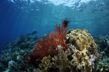 Kristal Su yüzeyinin altındaki dalgıç ve mercan resifleri. Misool, Raja Ampat, Batı Papua, Endonezya