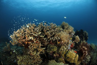 Mavi Suya karşı Renkli Mercan Resifi. Raja Ampat Kuzey, Endonezya