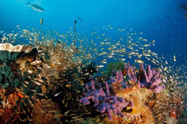 Renkli Mercan Resifi Hayat Kaynıyor. Gam, Raja Ampat, Endonezya