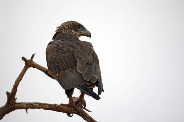 Genç Bateleur (Terathopius ecaudatus) ağaç tepeli bir dalda. Taita Hills, Kenya