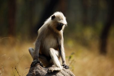 Gray Langur Sitting on Stone, in the Afternoon Sun. Pench National Park, Madya Pradesh, India