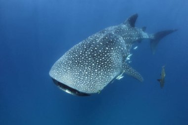 Balina Köpekbalığı (Rhincodon Typus) Mavi ile yaklaşıyor. Mafya Adası, Tanzanya