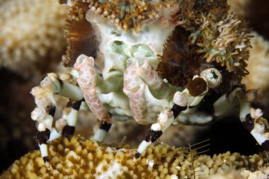 Bir mercan üzerinde bir Dekoratör Yengecinin (Cyclocoeloma tuberculata) yakın çekimi. Misool, Raja Ampat, Batı Papua, Endonezya