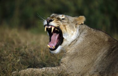 Esneyen Aslan 'ın yakın plan fotoğrafı, Çimenlerde yatan. Amboseli, Kenya