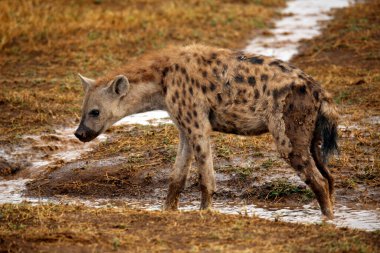 Benekli sırtlan (Crocuta crocuta). Amboseli, Kenya
