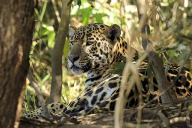 Profilde Jaguar, Ormanda Dinleniyor. Pantanal, Brezilya