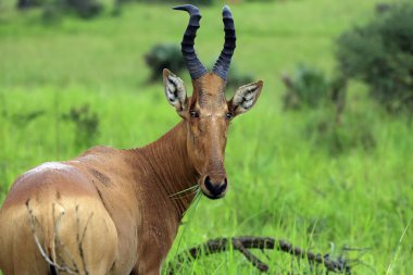Close-up of a Hartebeest (Alcelaphus buselaphus, aka Kongoni), Feeding and Looking into the Camera. Murchison Falls National Park, Uganda clipart