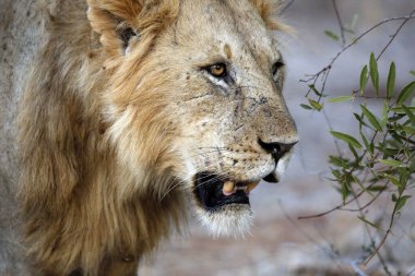 Buradan geçen bir erkek aslanın yakın çekimi. Tsavo Doğu, Kenya