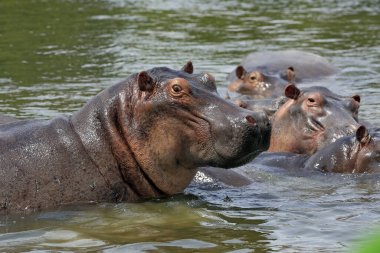 Hippopotamus (Hippopotamus Amphibius) Gölü 'nde. Murchison Falls Ulusal Parkı, Uganda
