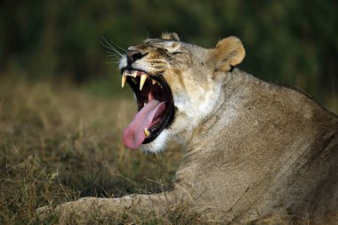 Esneyen Aslan 'ın yakın plan fotoğrafı, Çimenlerde yatan. Amboseli, Kenya