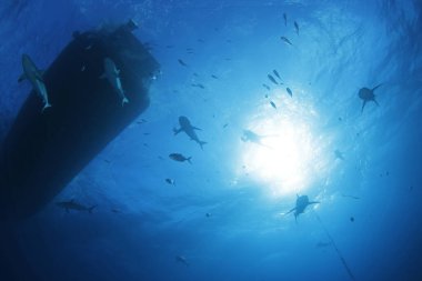 Aşağıdan bakıldığında Karayip resif köpekbalıkları (Carcharhinus perezi) ve scuba dalgıcı yüzeyden görülmektedir. Kaplan Sahili, Bahamalar