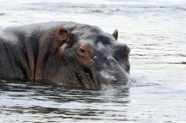 Hippopotamus (Hippopotamus Amphibius) Gölü 'nde. Murchison Falls Ulusal Parkı, Uganda