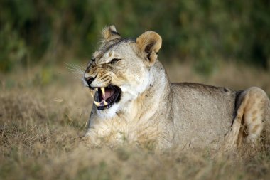 Aslan gibi görünen gözleriyle, bir esneme döneminin sonunda, Çimenlerde yatan dişi aslan. Amboseli, Kenya