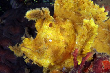 Sarı Yabani Akrep Balığı (rinopias frondosa). Anilao, Filipinler