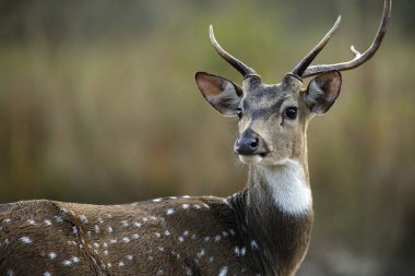 Benekli Geyik (Eksen Ekseni, diğer adıyla Chital, Eksen Geyiği). Jim Corbett Ulusal Parkı, Hindistan