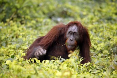 Bornean Orangutan (Pongo pigmaeus) besleniyor. Kinabatangan Nehri, Abai, Sabah Borneo, Malezya