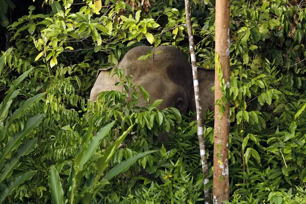 Borneo Elefant Elephas Maximus Borneensis Aka Borneo Pygmäenelefant Borneo Elefant — Stockfoto