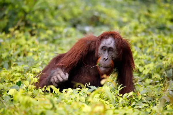 Bornean Orang Utan Pongo Pygmaeus Beim Fressen Kinabatangan Fluss Abai — Stockfoto