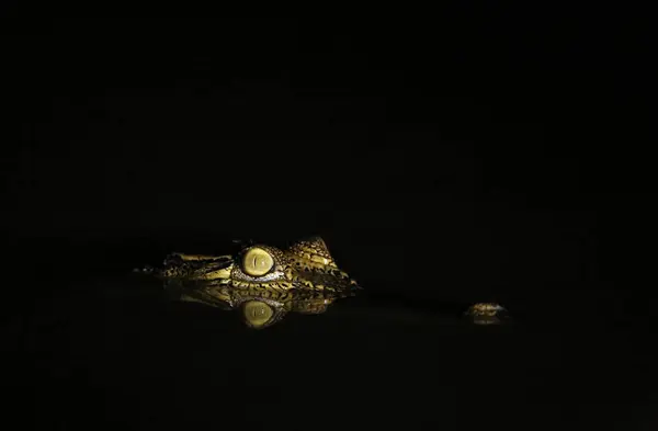 Junges Salzwasserkrokodil Crocodylus Porosus Wasser Mit Reflexion Und Schwarzem Hintergrund — Stockfoto