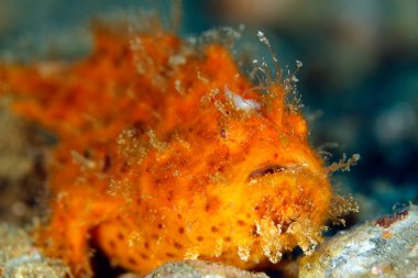 Genç Kıllı Kurbağa Balığının (Antennarius Striatus) yakın çekimi. Ambon, Endonezya