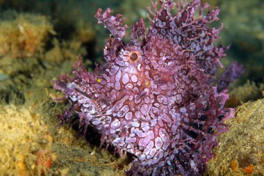 Mor Akrep Balığı (rinopias frondosa). Ambon, Endonezya