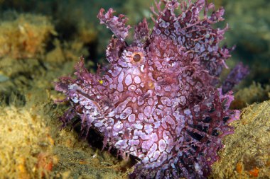 Purple Weedy Scorpionfish (Rhinopias frondosa). Ambon, Indonesia clipart