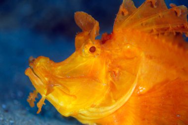Close-up of a Yellow Paddle-flap Scorpionfish (Rhinopias eschmeyeri). Ambon, Indonesia clipart