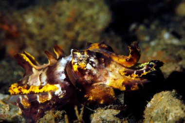 Close-up of a Flamboyant Cuttlefish (Metasepia pfefferi). Ambon, Indonesia clipart