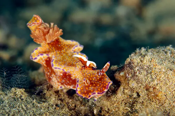 stock image Ceratosoma tenue Nudibranch with an Emperor Shrimp (Periclimenes imperator) on Its Head. Ambon, Indonesia